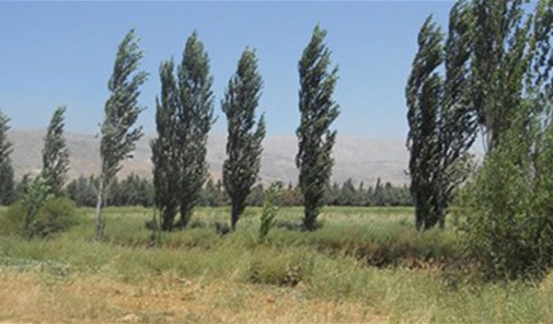 مكسة