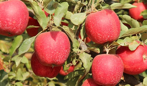 رياق-حوش-حالا