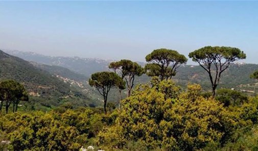 نمرين-بكورا