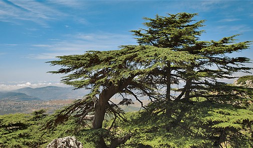 صفيرة