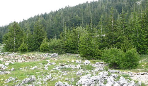 عين-العز-زيت