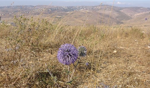 برج