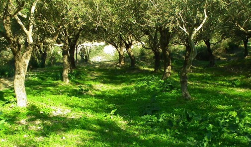 الهيشه