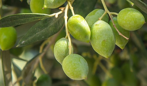 الكواشرة