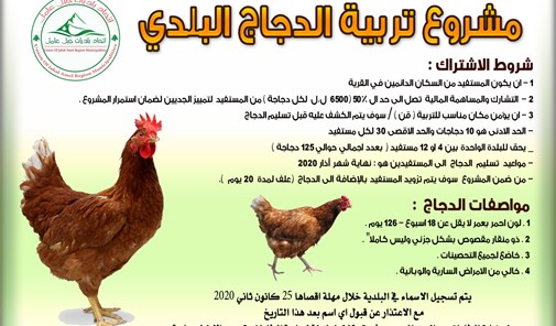 مشروع-تربية-الدجاج-البلدي