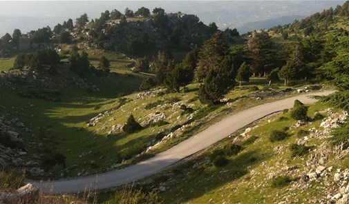 عرب-سليم