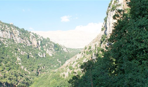 برعشيت