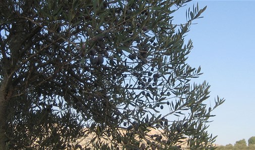 دلافة