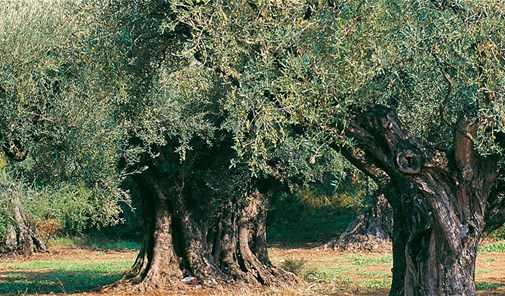 رامية-بنت-جبيل