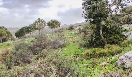 سلطانية