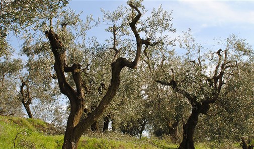 عاقورة-جبيل