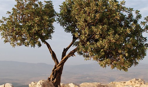 عين-الريحانه