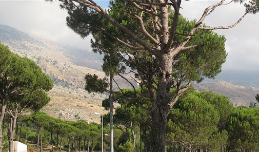 بطحا