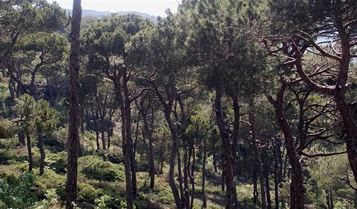 beit-chabab-chaouiyeh-el-qnaytra