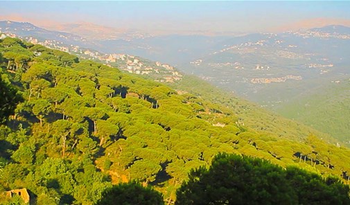 بصاليم-مجذوب-مزهر