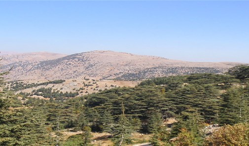 داريا-الشوف