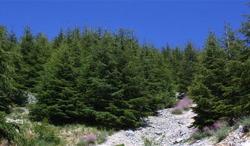 fraydis-chouf-barouk