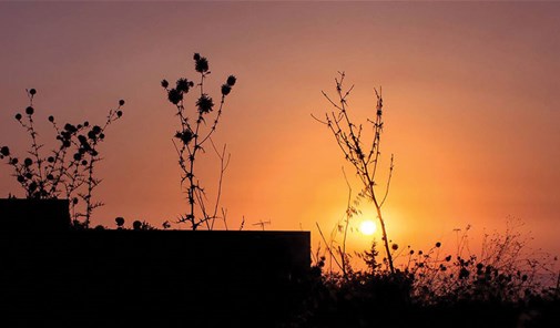وطى-المروج-غابة-بولونيا