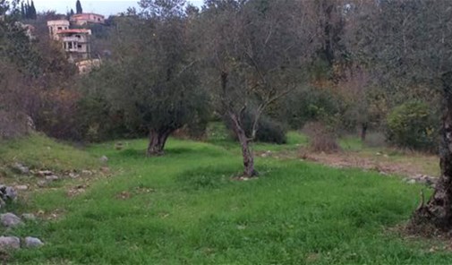 زعرورية