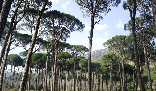 زرعون