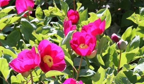 عاريه