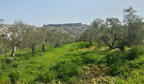 عين-الدب