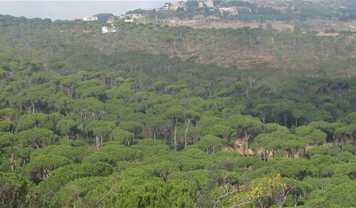 عين-المير
