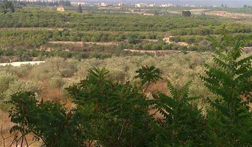 بازورية