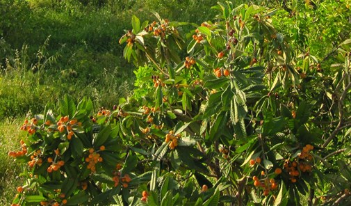 حيطوره