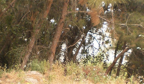 لويزة-جزين