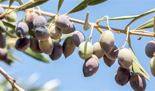 معركة