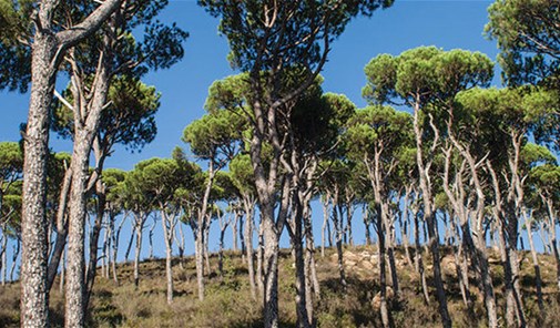 mjeydil-jezzine