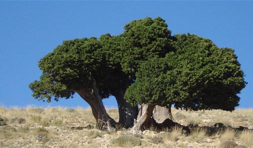 برقا