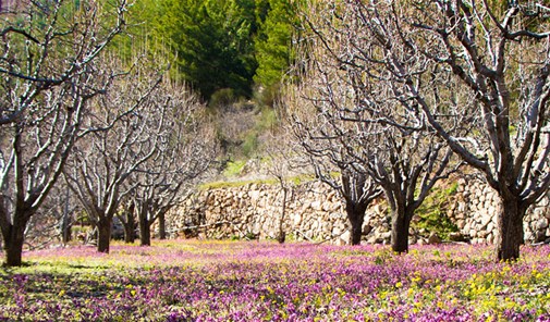 mazraat-al-souaydane