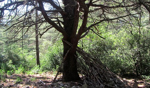 نبعة-الدمدوم