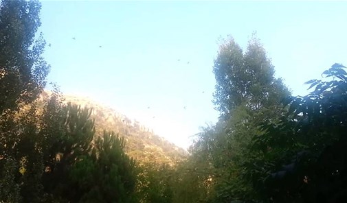 نبي-عثمان