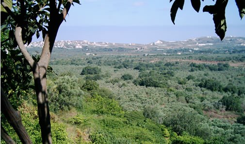 fédération-des-municipalités-du-caza-de-batroun